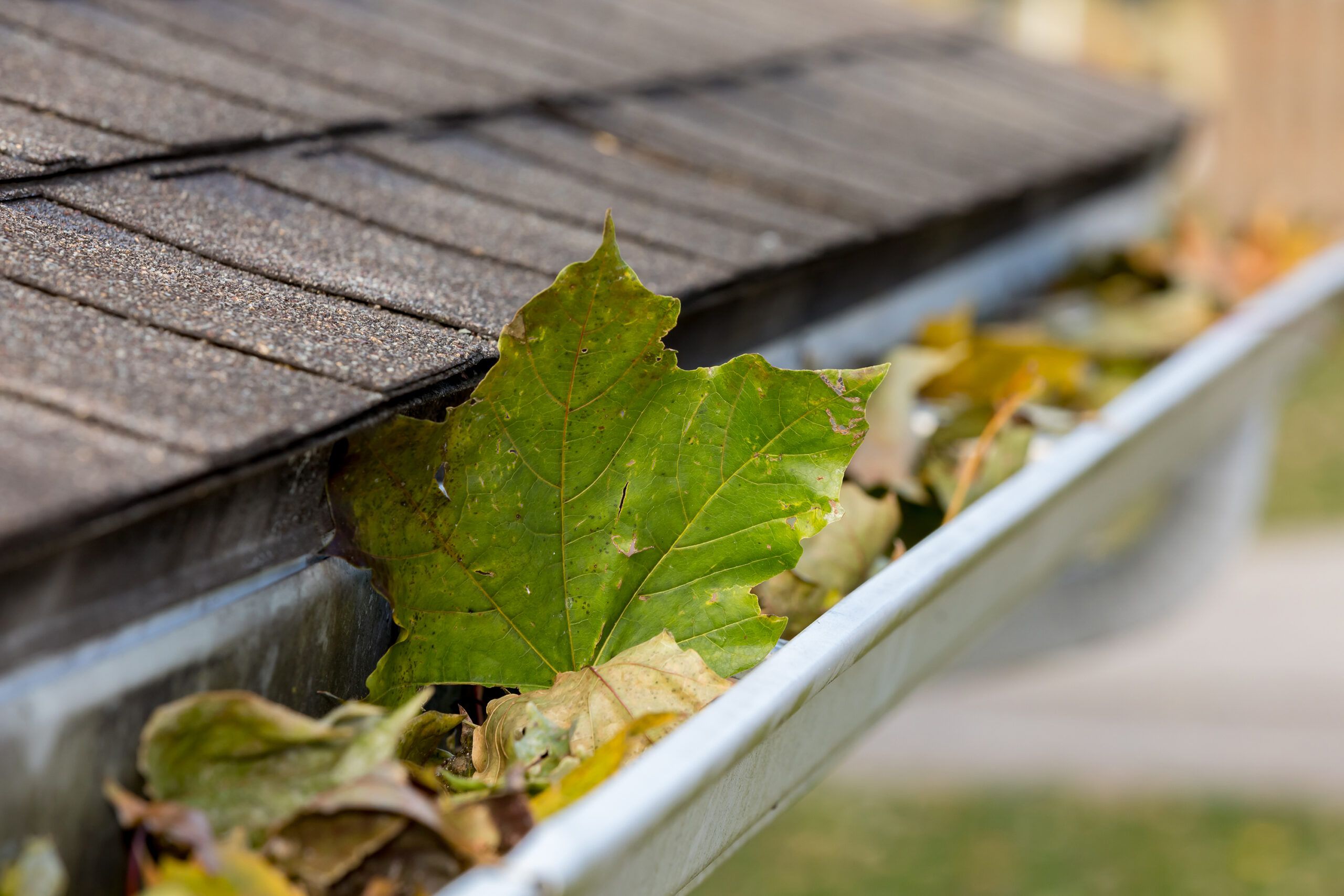 Gutter Cleaning Services